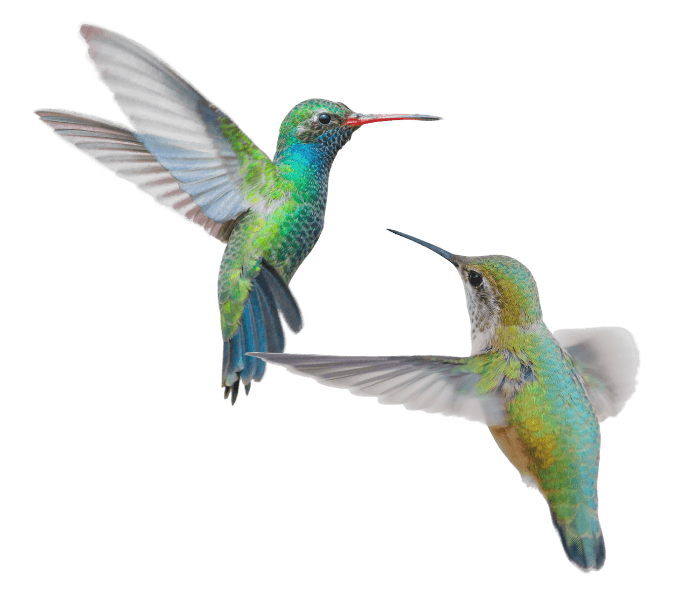 hummingbirds flying