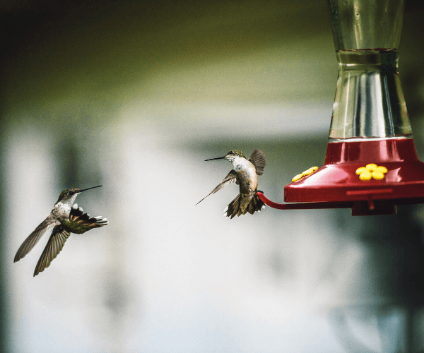 Hummingbird Media feeder packages